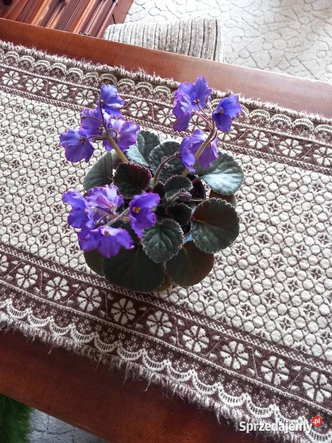 Fiołek kolekcjonerski roślina wieloletnia Sosnowiec