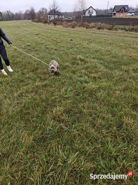 Suczka cane Corso mazowieckie Wiskitki sprzedam