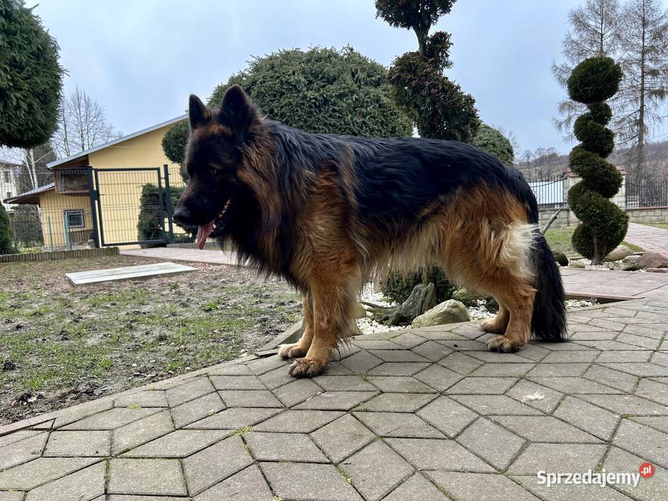 Do odbioru Szczeniaki owczarka niemieckiego Godowa sprzedam