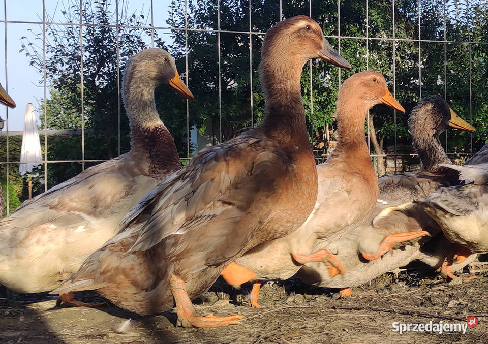 Kaczątka Kaczka ruańska rouen linia wystawowa Iwonicz