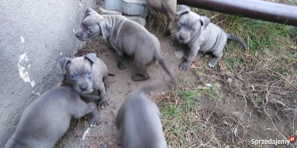Obroża Pitbull Blue szczenięta kujawsko-pomorskie Rypin sprzedam