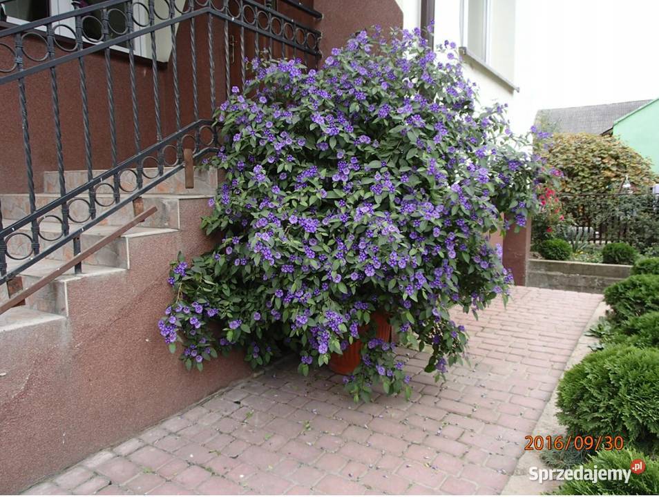 SZAFIRIRUWA BURZA SOLANUM RANTONETTI PSIANKA Szczawin