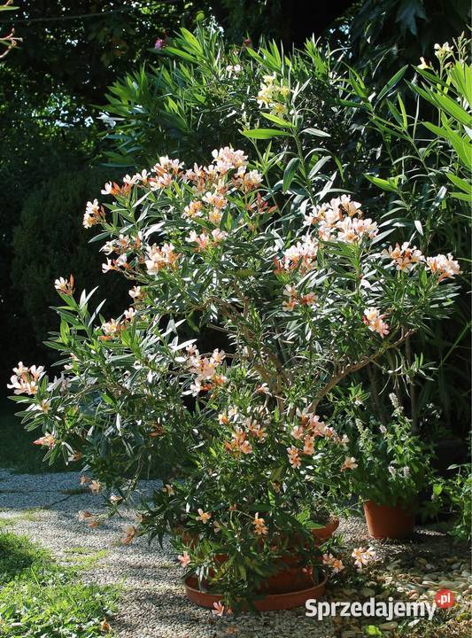 Oleander o pełnych pachnących ŻÓŁTYCH kwiatach Skawina sprzedam
