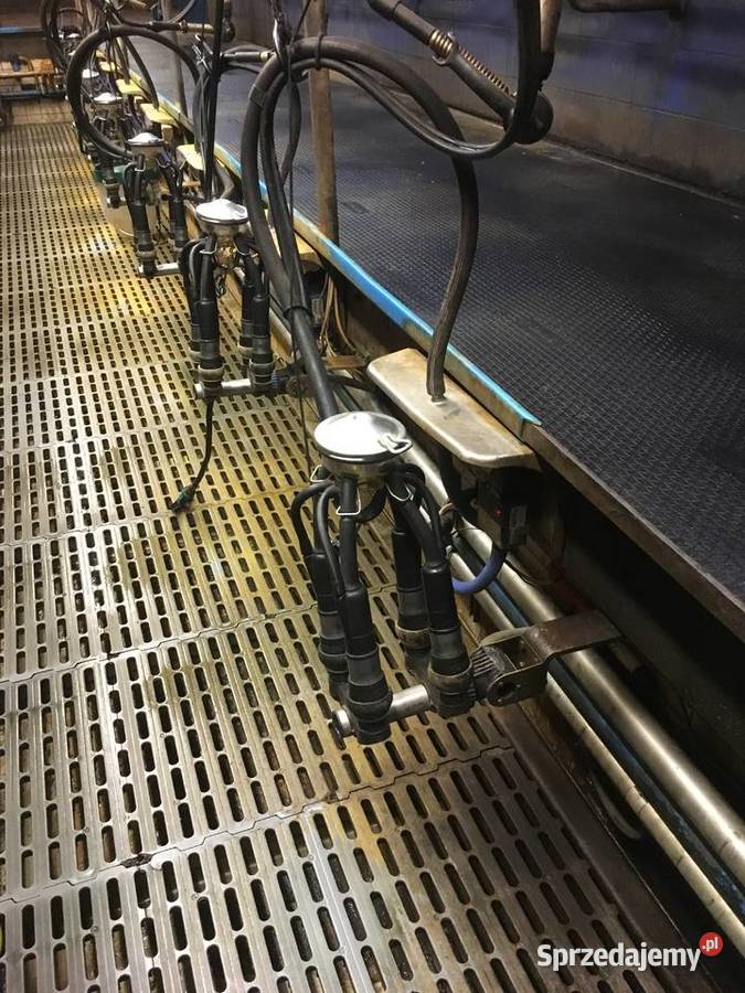 Dojarnia rybia ość 2x9 Bydło mleczne Modliborzyce