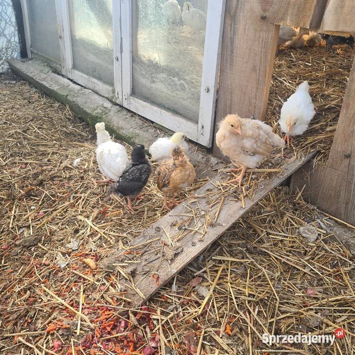 Pisklaki kurczaki Łaskarzew