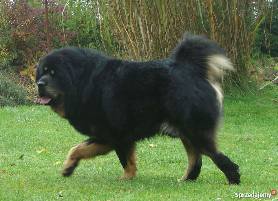 Mastif Tybetański szczeniaki Psy