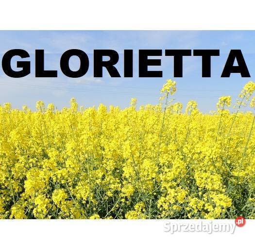 Rzepak SY Glorietta Integral Pro Lumiposa Rośliny przemysłowe Iława