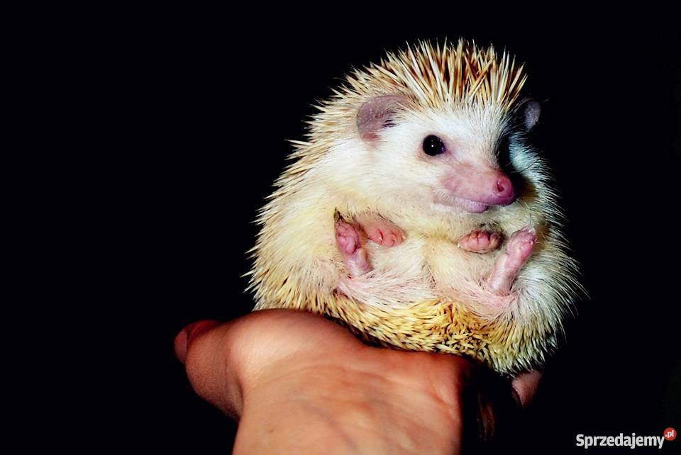 Jeż pigmejski Pozostałe Kraków