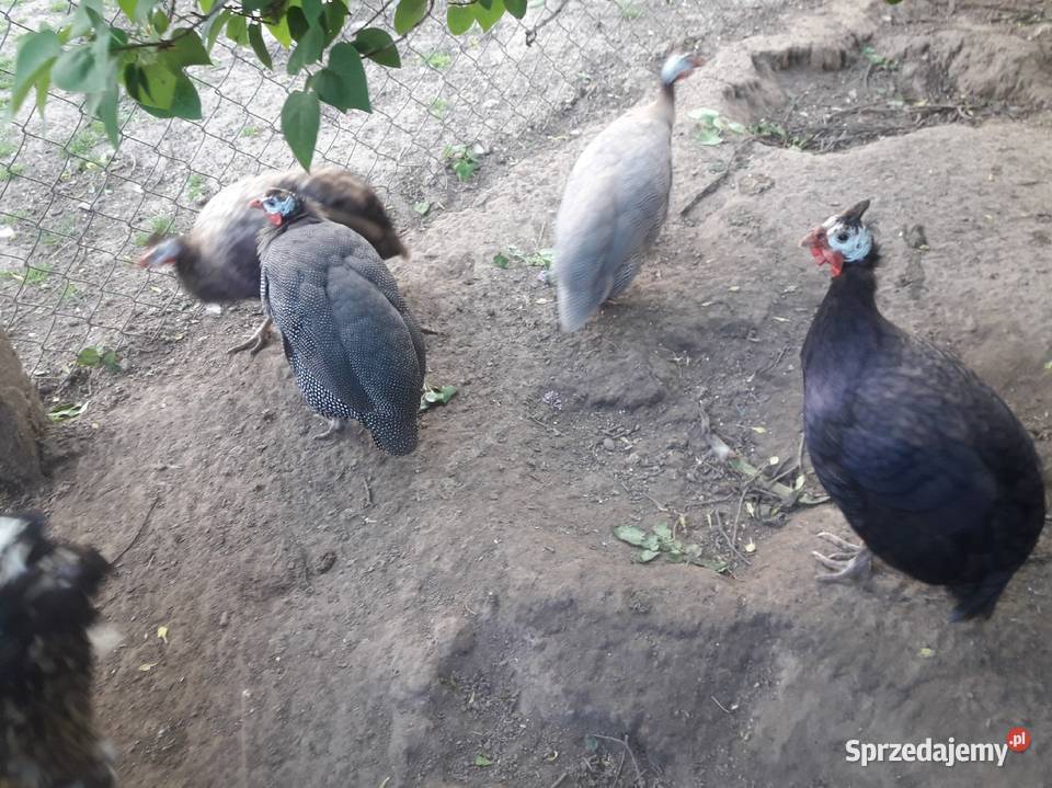 Para perliczek zwykłych Drób i ptactwo świętokrzyskie Wiślica