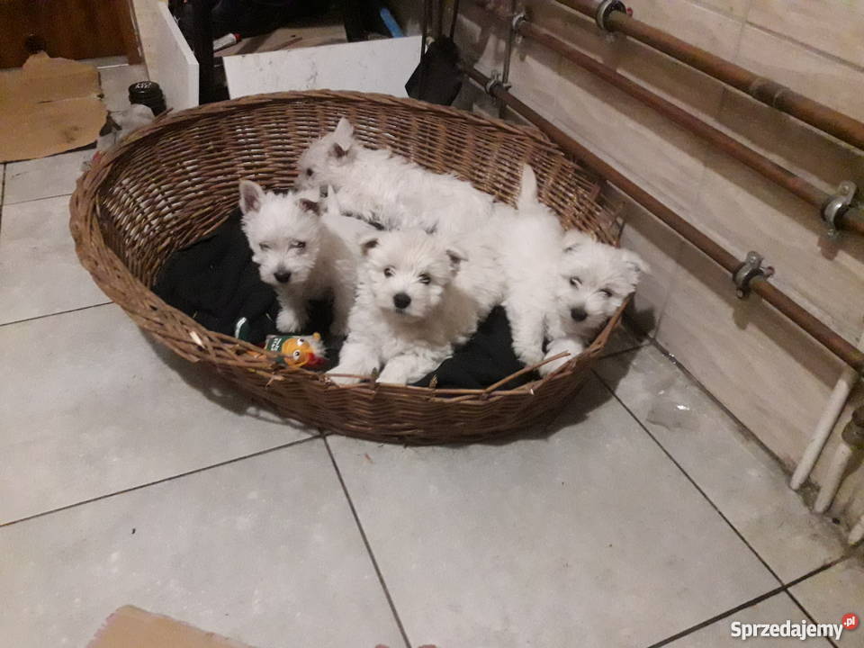 West Highland White Terrier Mszczyczyn