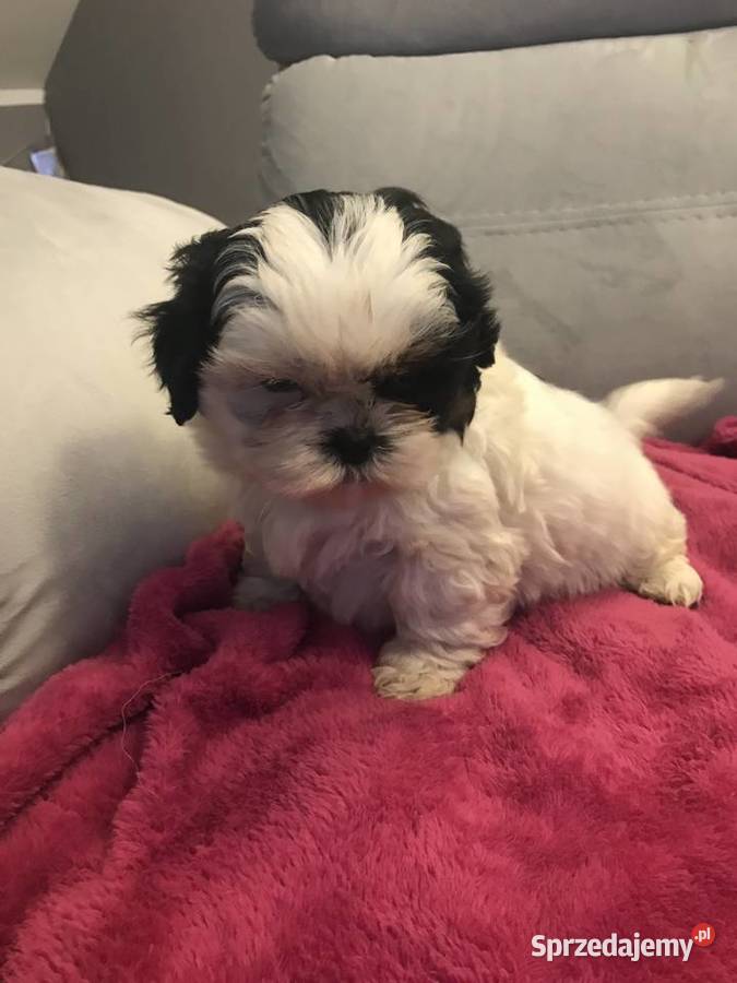 Shihtzu szczeniaki koło Krakowa Michałowice