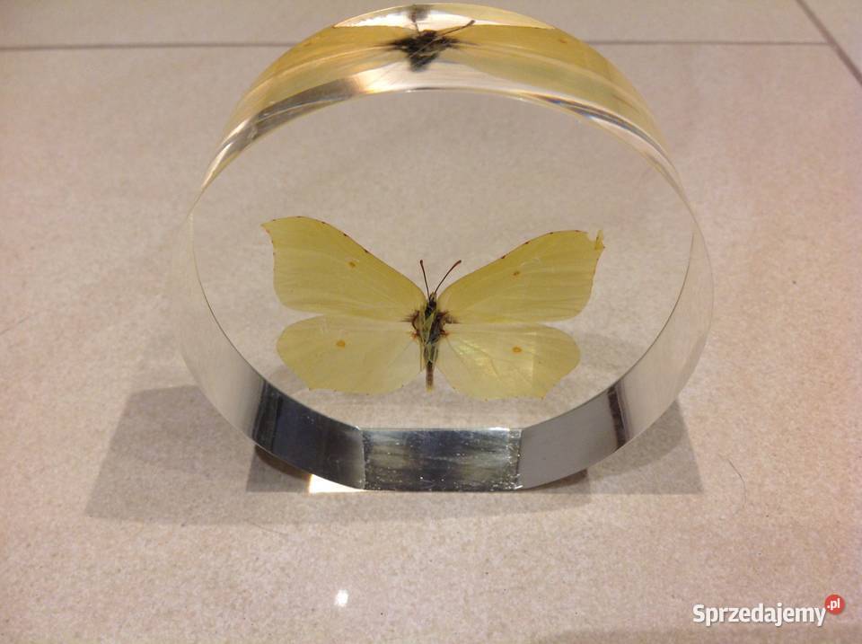 Piękny Motyl w Szkle Dekoracja Latolistek Nowa Sól