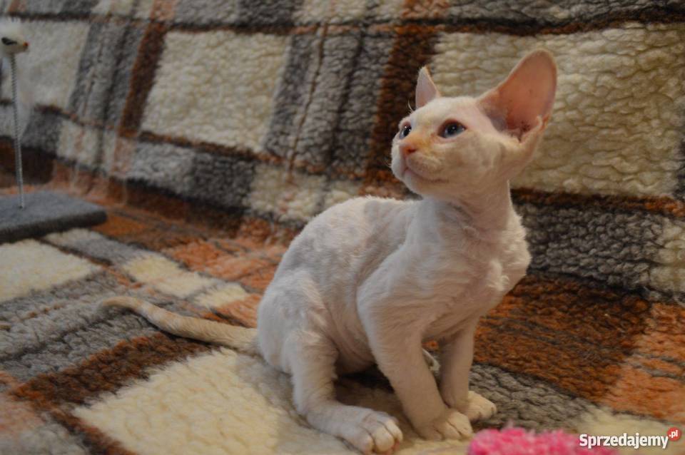 Devon Rex śliczne kocięta championie Warszawa