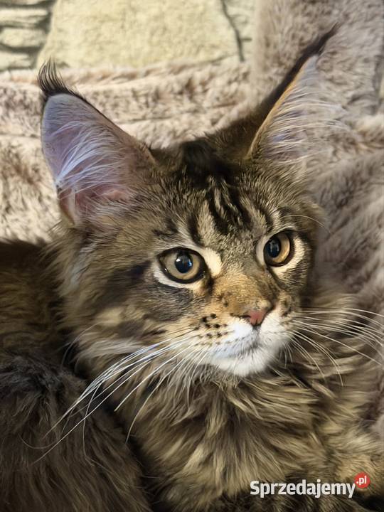 Maine Coon kocurek 4 miesiące kastrat Maine Coon Góra Kalwaria