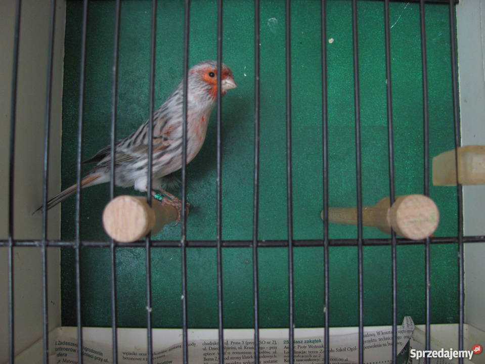 kanarki agatowe czerwona mozaika Dąbrowa Górnicza