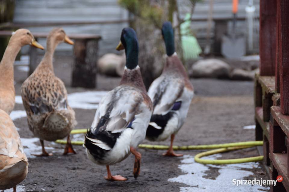 Kaczor biegusa mazowieckie Łochów