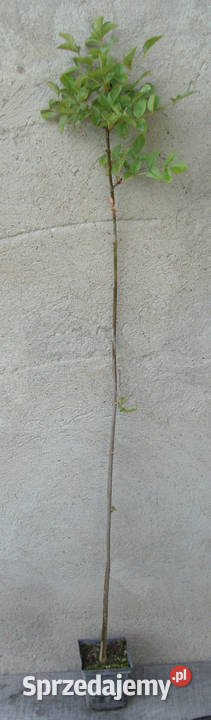 JESION MANNOWY Fraxinus sadzonki 100 w Ustronie