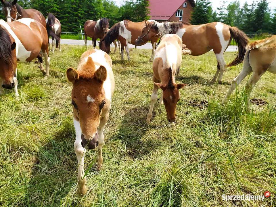 Ogierki huculskie hucuły odsadki Albigowa