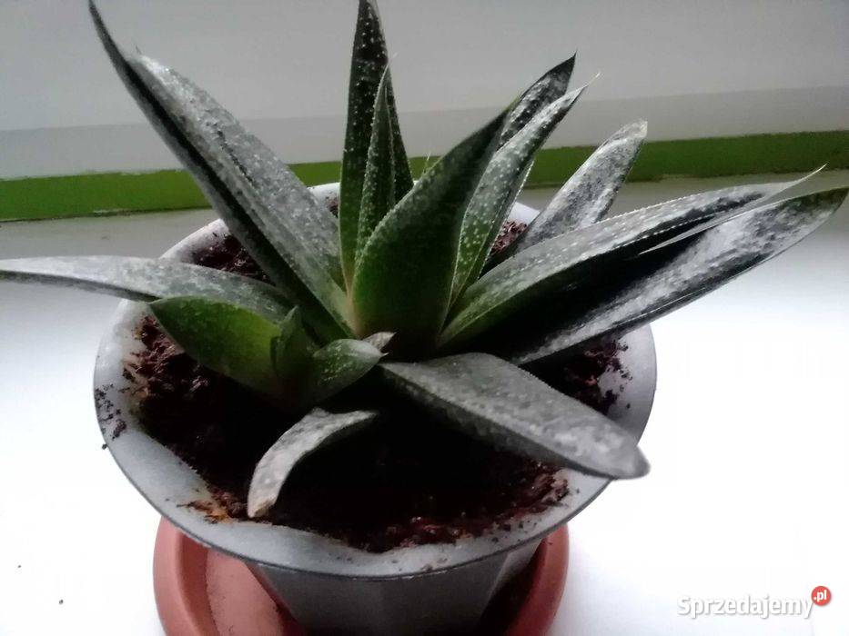 Roślina doniczkowa sukulent Zielone łódzkie Łódź sprzedam