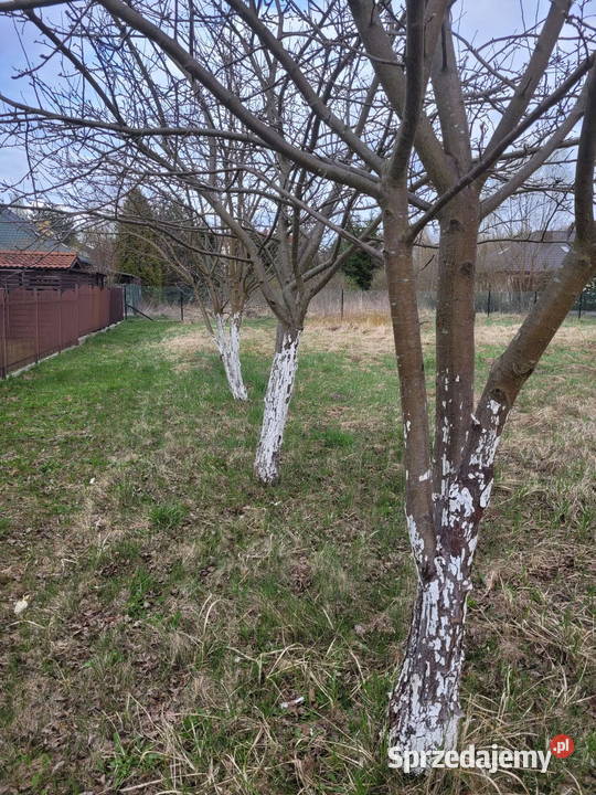 Działka koło Zalesia Górnego 45m Sprzedaż mazowieckie Łbiska