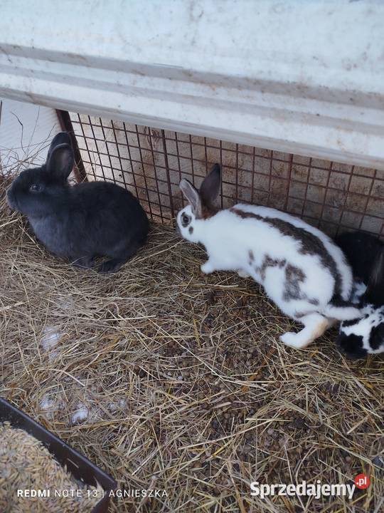 Króliki samce mieszańce i rasowe Króliki Dylągowa