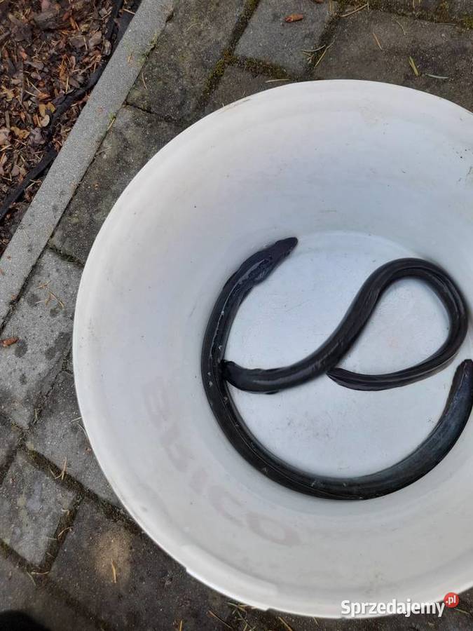 ŻYWE RYBY WĘGORZ SZCZUPAK STAWU Słupca sprzedam