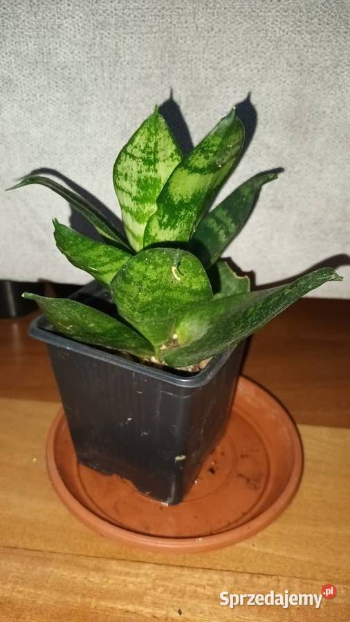 Hoya begonia aloes trzykrotkasetkrezja purpurowa mazowieckie Warszawa