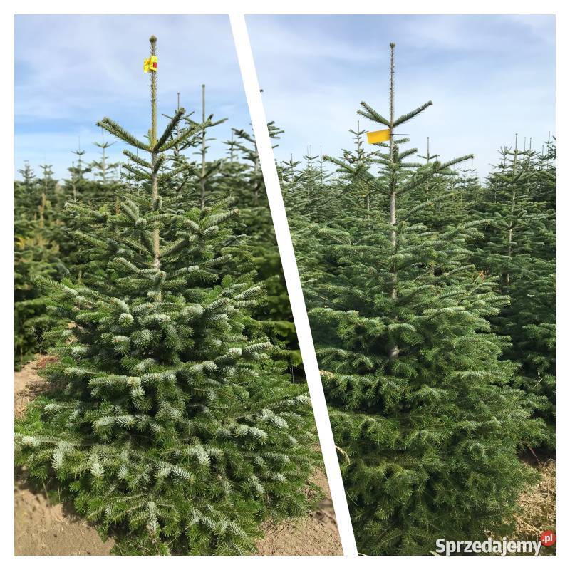 Jodła kaukaska choinki cięte 80300 stała Osieczna
