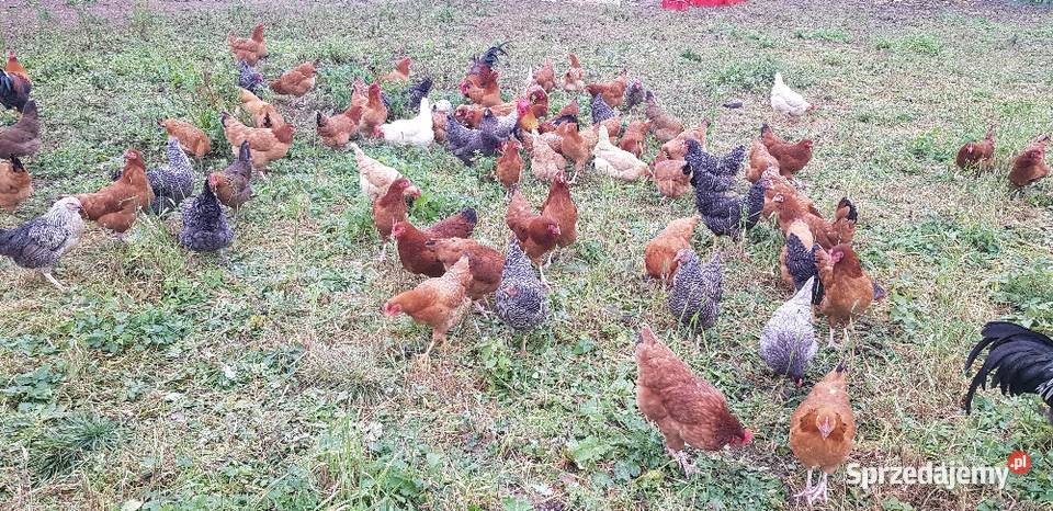 Jajka wiejskie jajka ekologiczne wolny wybieg Rolnictwo Opatów