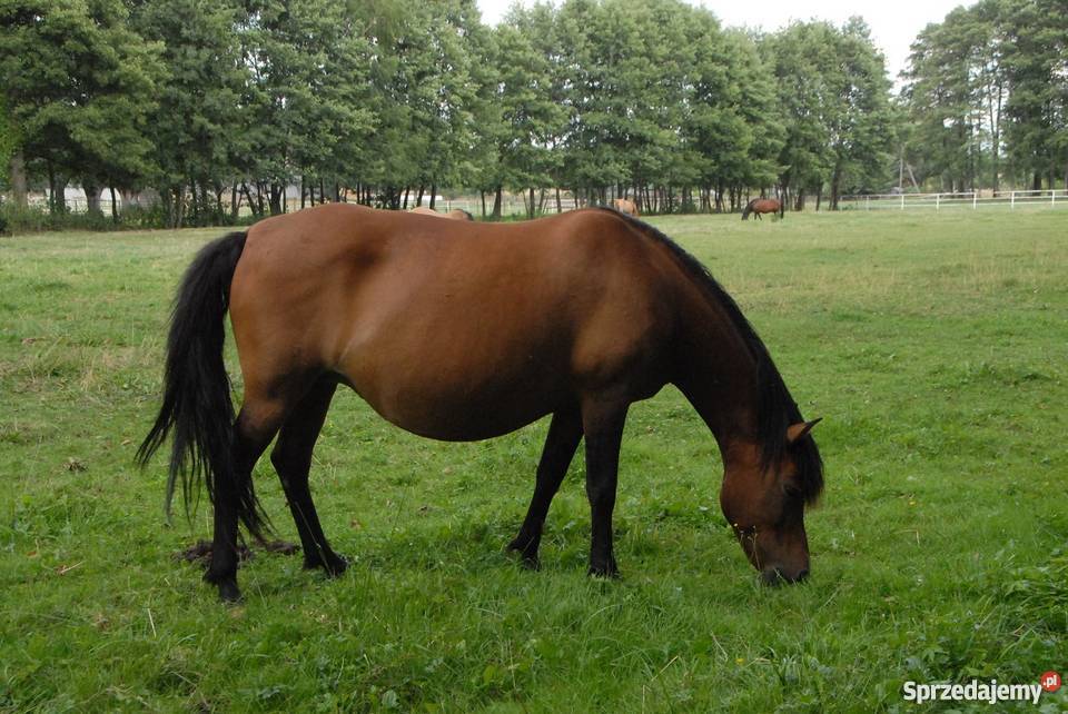 klacz huculska Zwierzęta Młodzianów sprzedam