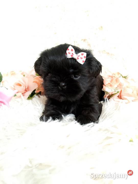 Gotowa do odbioru śliczna suczka rasy ShihTzu Namysłów sprzedam