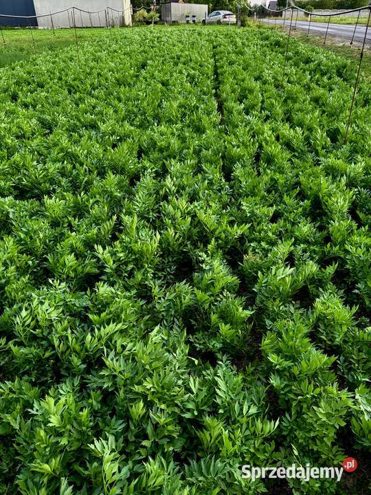 Sprzedam LUBCZYK Duża ilość na pęczki kilogramy Będków sprzedam