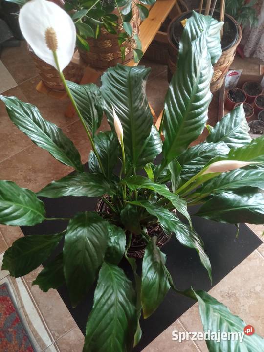 Skrzydłokwiat duży roślina domowa sprzedam