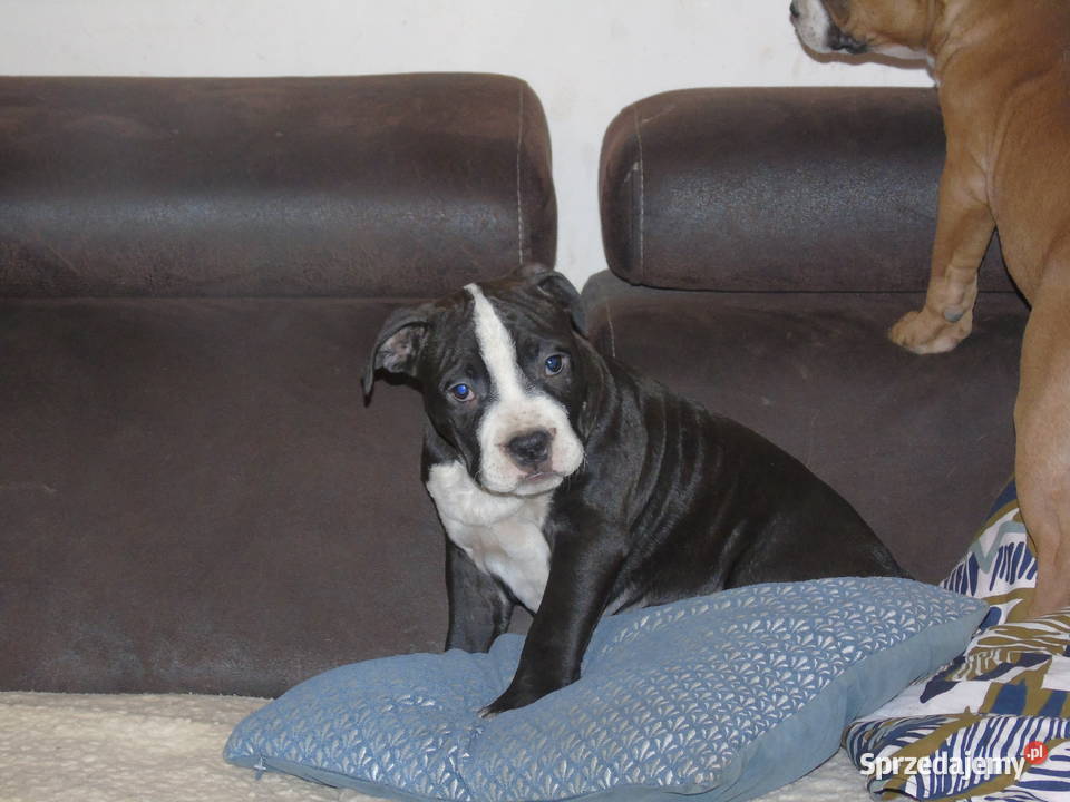 American Staffordshire Terrier Amstaff FCI Milicz