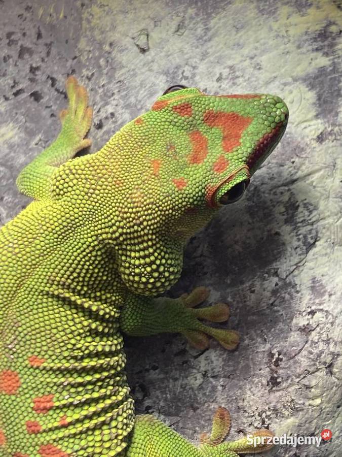 Felsuma Madagaskarska Zwierzęta Podkowa Leśna