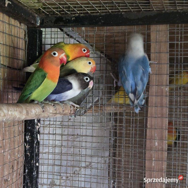 Sprzedam nierozłączki Bystra