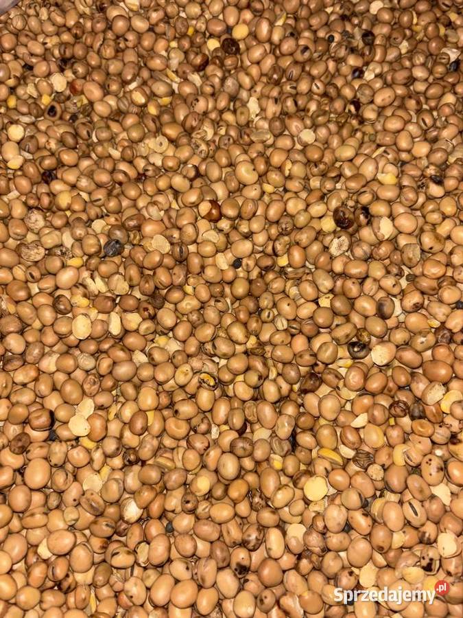 Sprzedam Bobik świętokrzyskie Umianowice