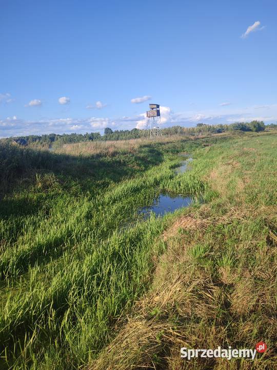 Łąka 7000m2 Sprzedaż podlaskie Gredele