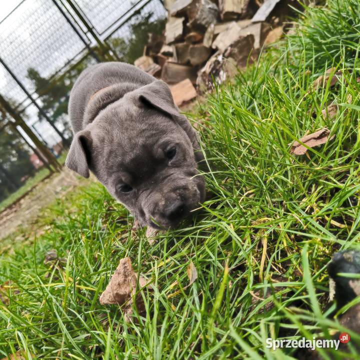 American Pitbull Terrier Żupawa