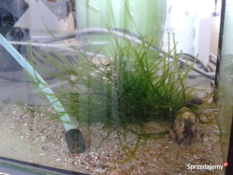 roslinki akwariowe moczarka rzesa rogatek mech Ryby Szczecin sprzedam