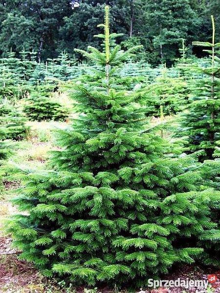 Choinki własna plantacja niska hurt sprzedam