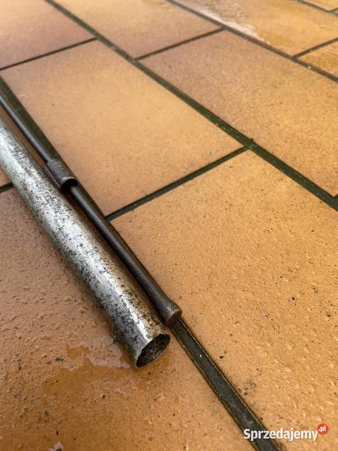 Ptaszniczka belgijska kapiszonowa Czaplinek sprzedam