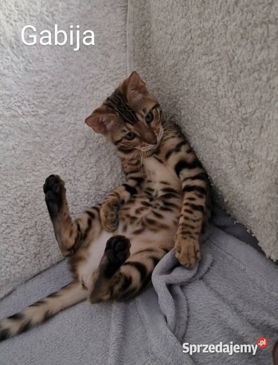 Perfekcyjna kotka bengalska Gabija Konin sprzedam