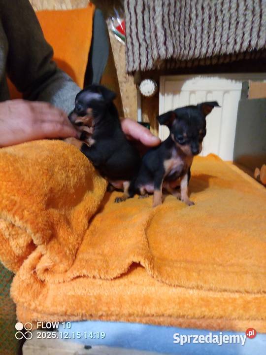 Praski krysażyk ratlerek