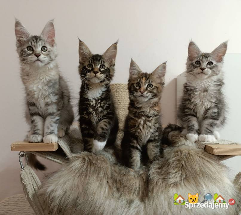 Kochane kociaczki Maine coon Wrocław sprzedam