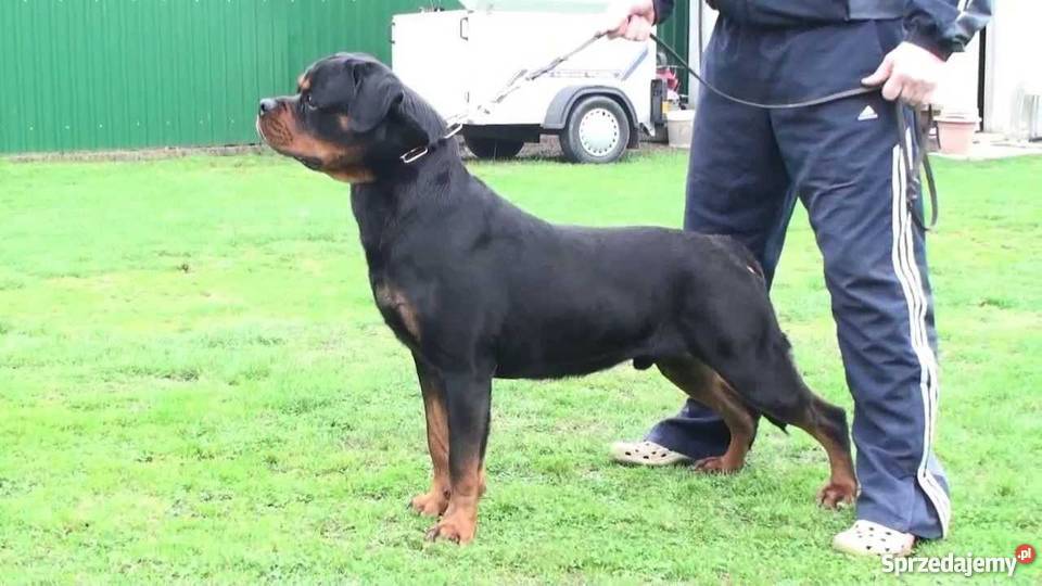 Szczenięta rasy Rottweiler rodowód ZKwP Psy Zaskale sprzedam
