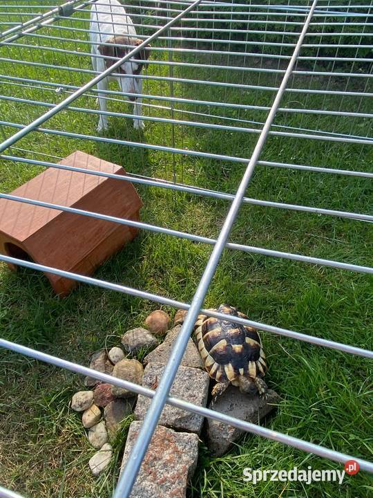Żółw lądowy Gady i płazy wielkopolskie Piła