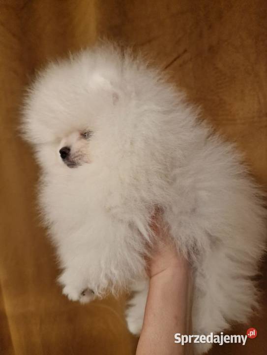 Szpic Pomeranian w typie BOO piękny biały Kolor Dębica