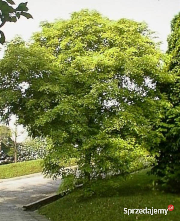 Dalbergia latifolia Indyjskie drzewo różane kujawsko-pomorskie Lubanie