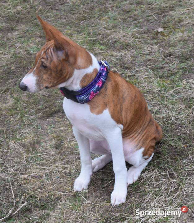 Basenji szczeniaki championach Dostępne stycznia Olsztyn